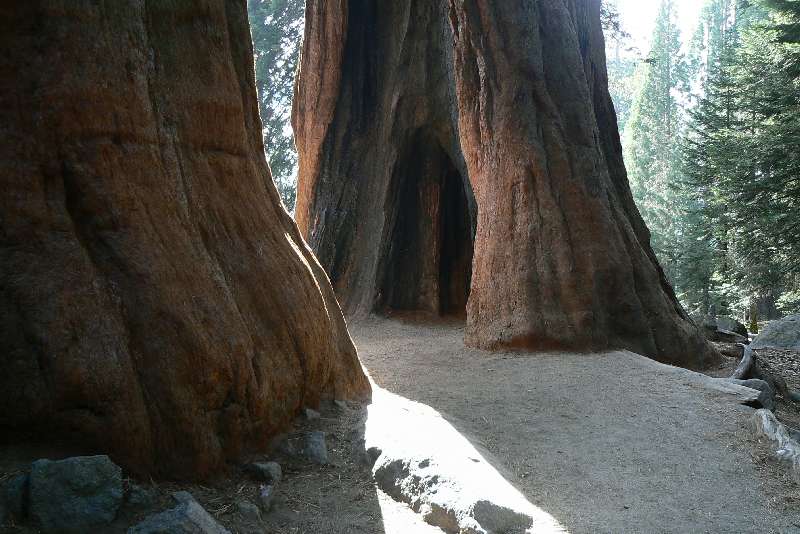 29 Sequoia National Park